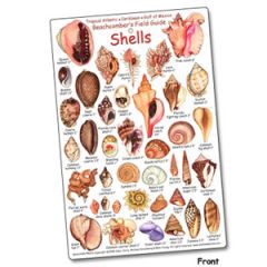Shells: Beachcomber's Field Guide Tropical Atlantic & Caribbean Fish Card